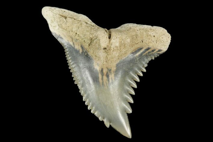Snaggletooth Shark (Hemipristis) Tooth - Aurora, NC #180127
